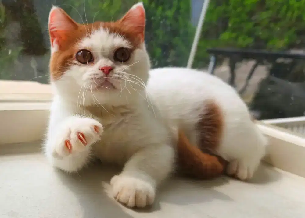 British shorthair betina cinnamon / choco