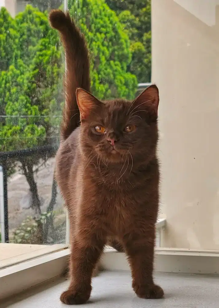 British shorthair betina cinnamon / choco