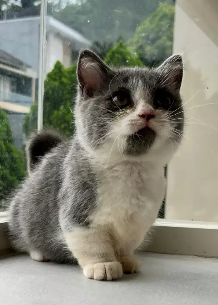 Munchkin bicolor betina