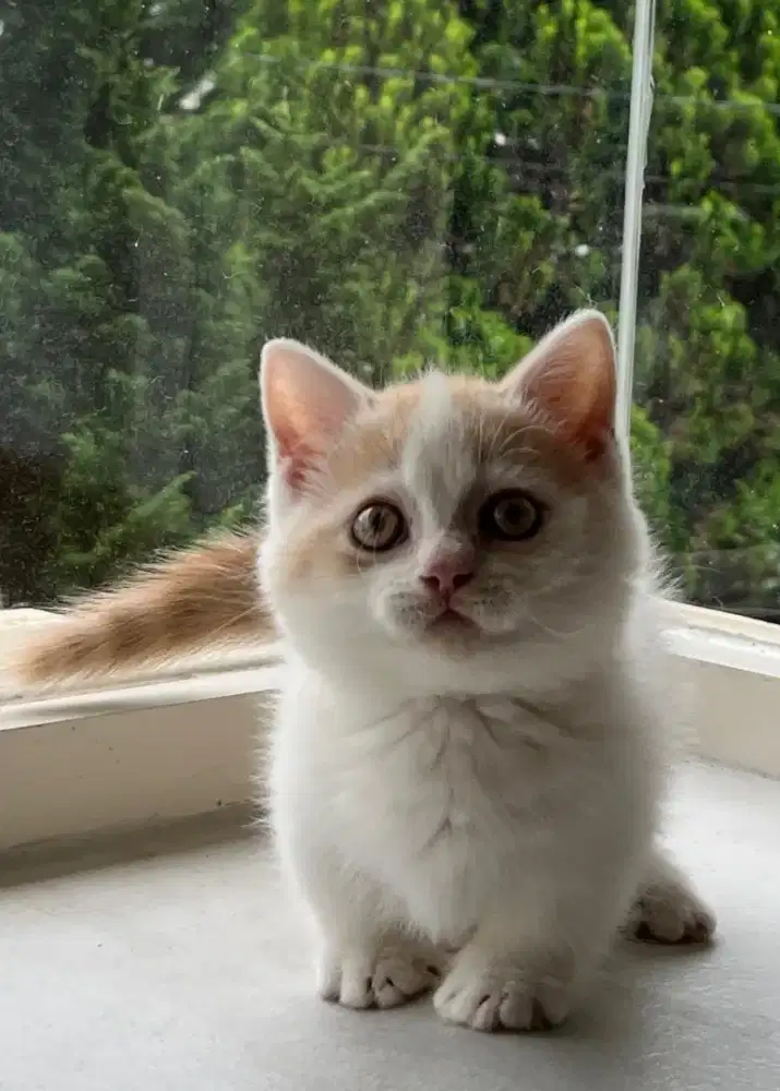 Munchkin British shorthair jantan