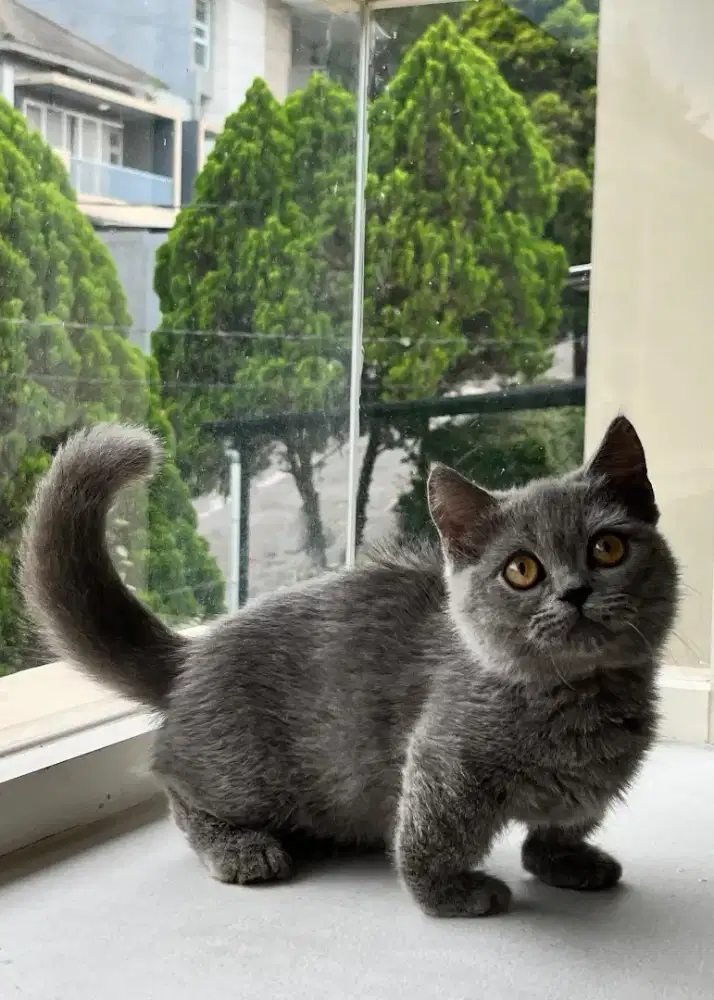 Munchkin British shorthair jantan