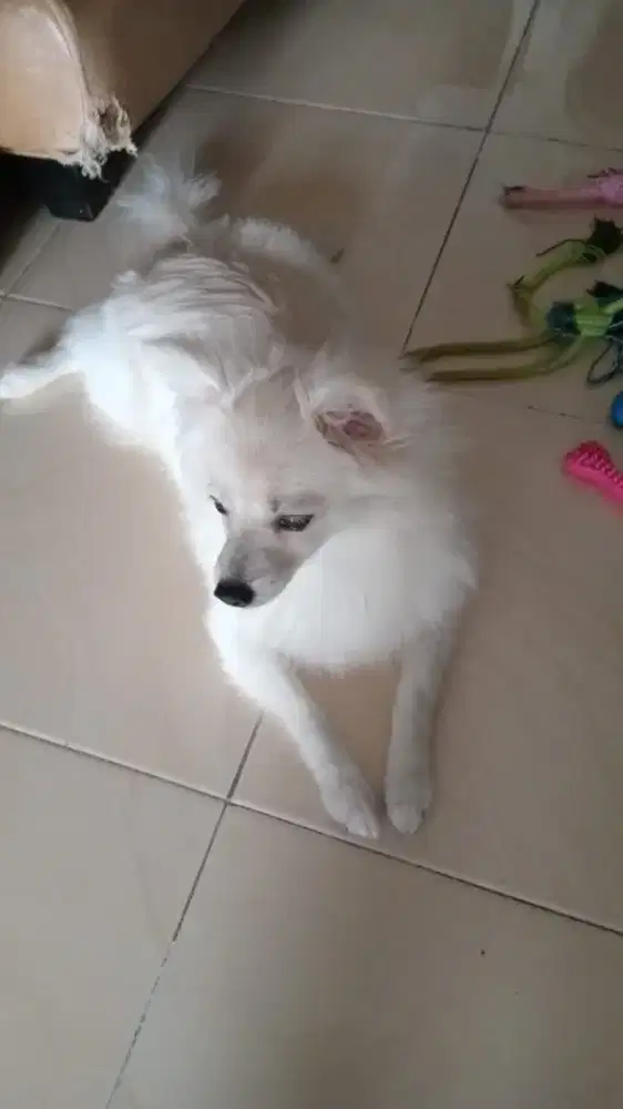 Pomerian betina snow white