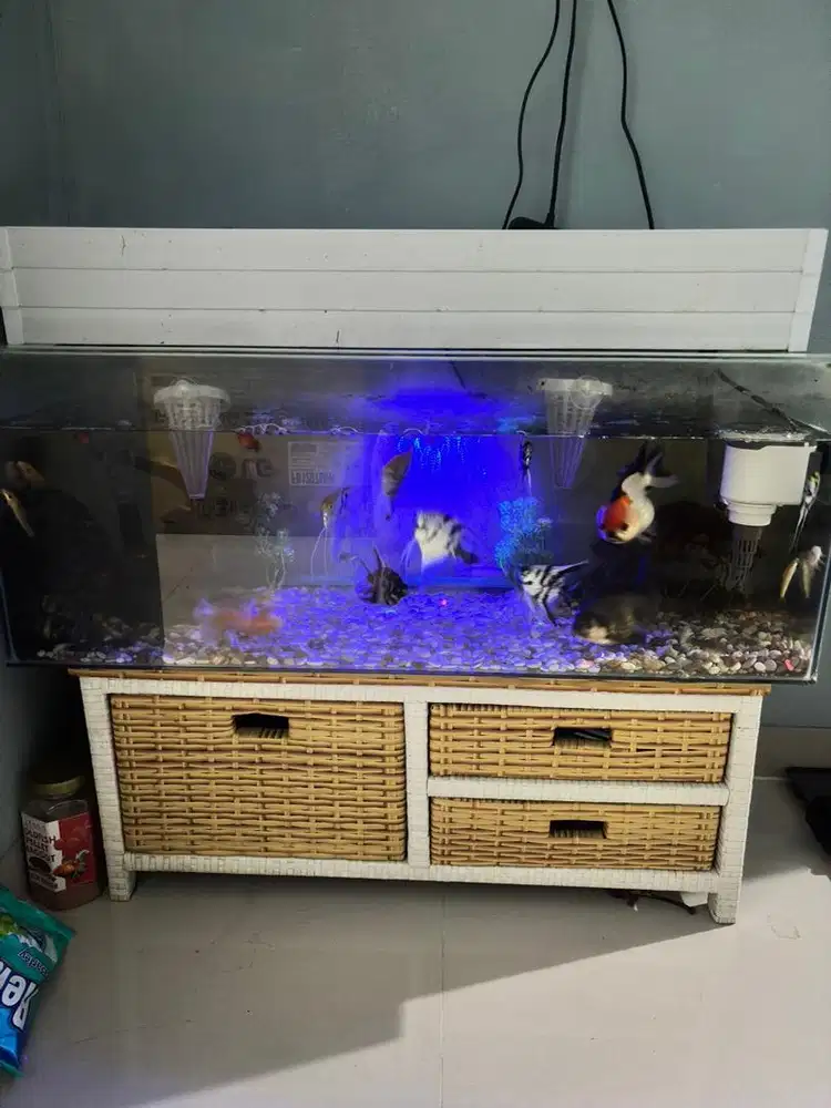 Aquarium dan ikan mas koki