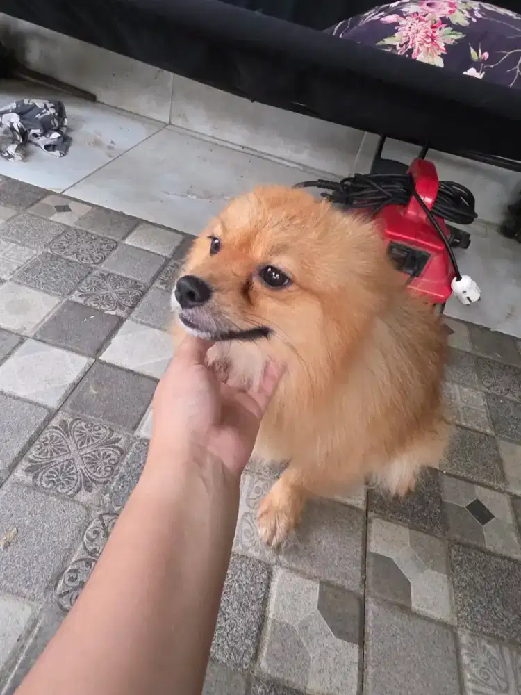 Pomeranian jantan