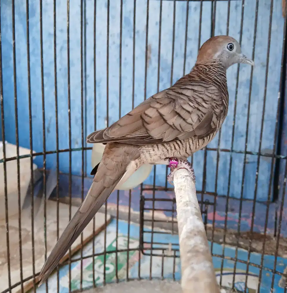 Burung perkutut + sangkar