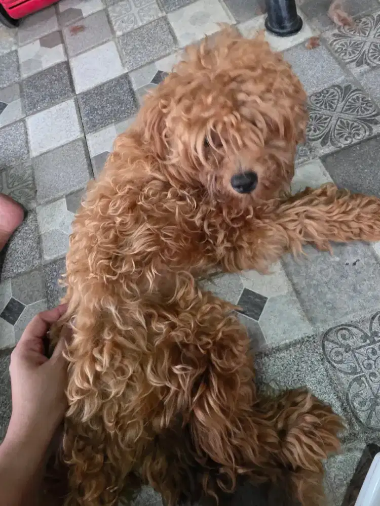 Poodle jantan ..