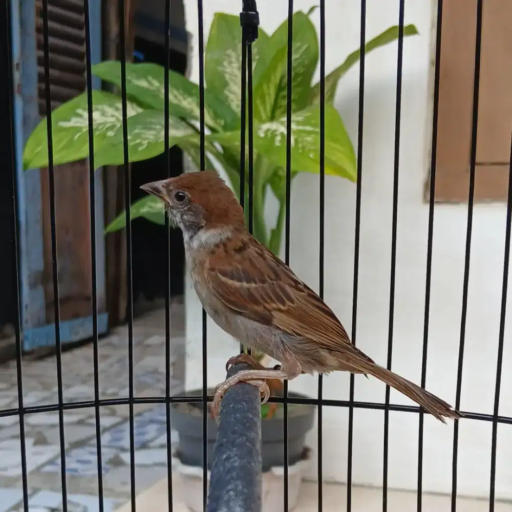 Burung masteran gereja