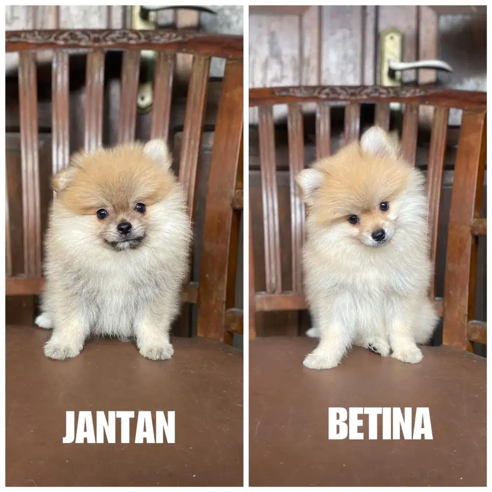 Minipom size super mini