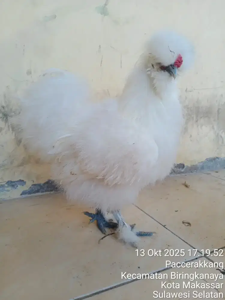 Ayam SiLky Amerika