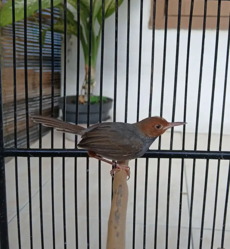 Burung prenjak klawu + sangkar