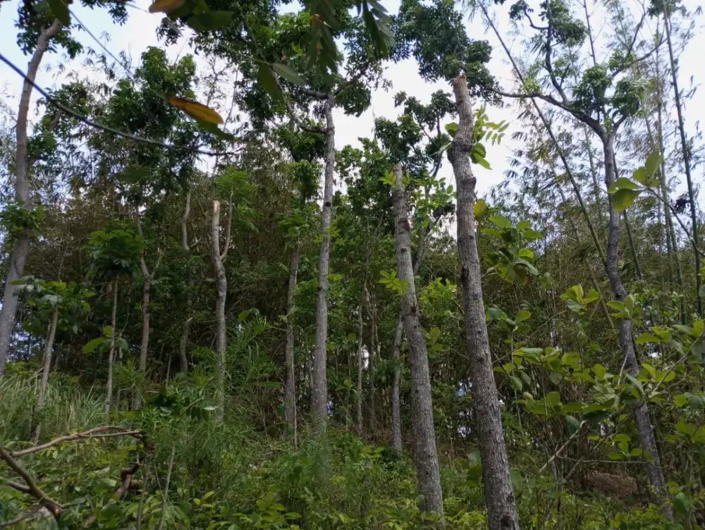 Tanah Kebon luas 920M2 SHM  banyak kayu jati dan mahoni dekat pasar