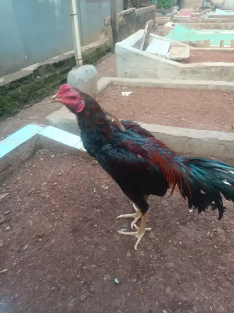 Ayam Bangkok muda
