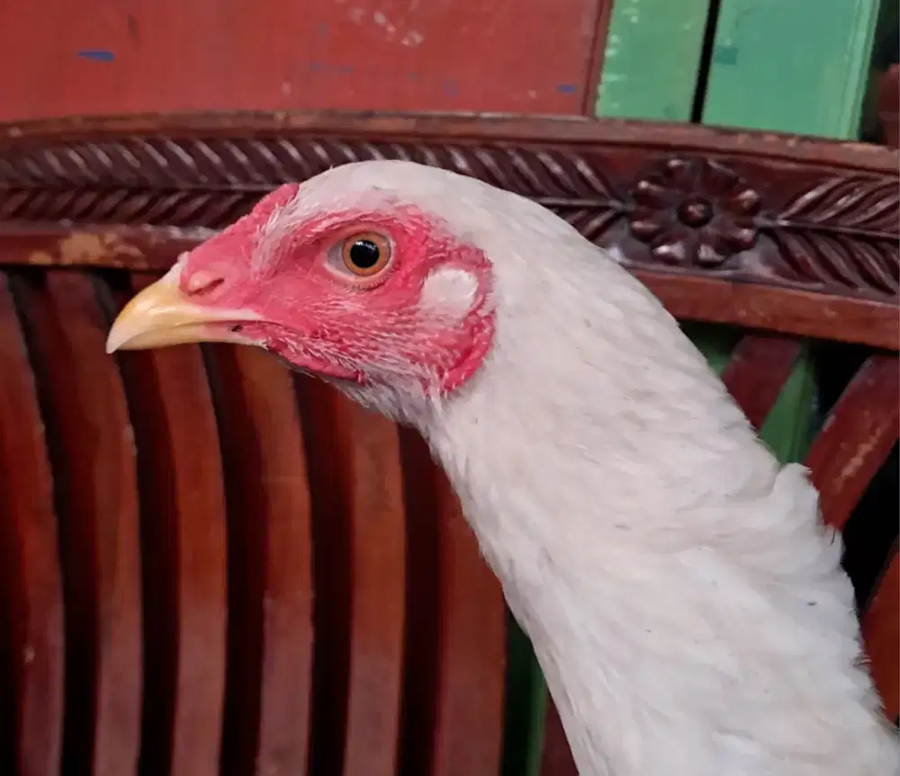 Ayam Bangkok Betina Putih Umur 5 Bulan Siap Produksi