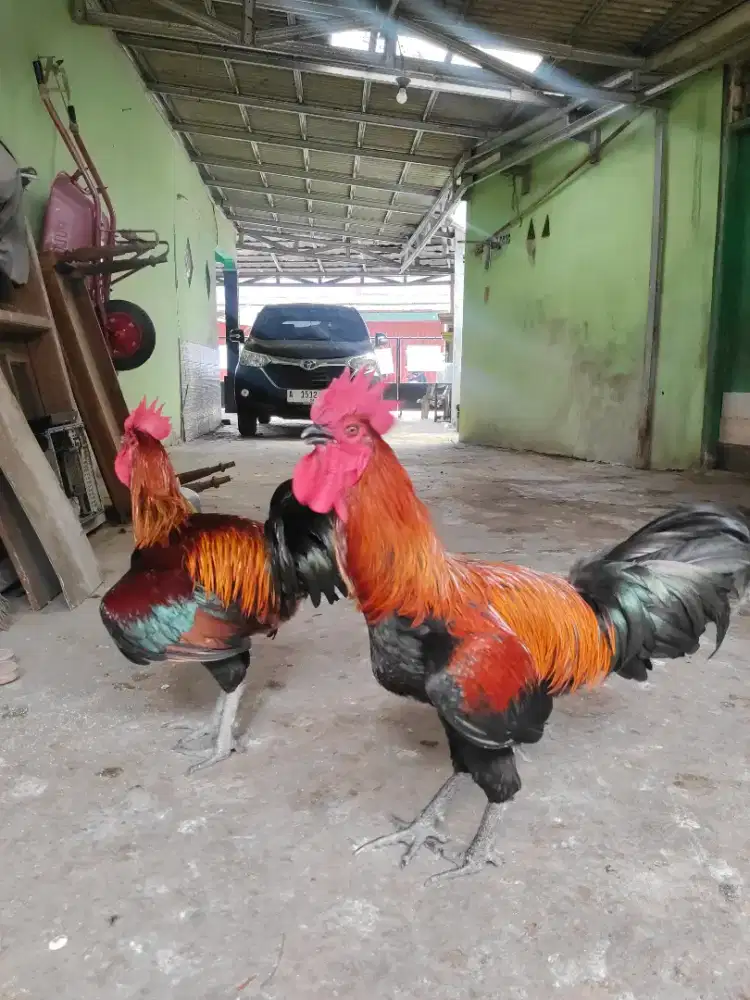 JUAL AYAM PELUNG SUKABUMI, SUARA GACOR