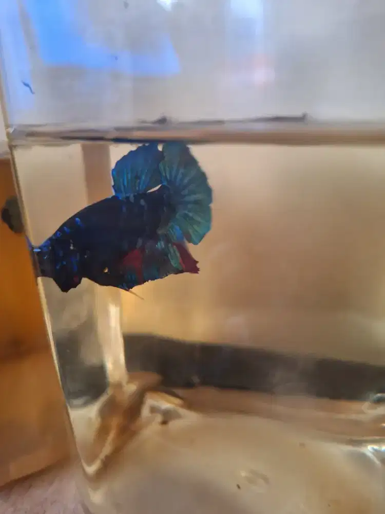 Ikan cupang male avatar gordon