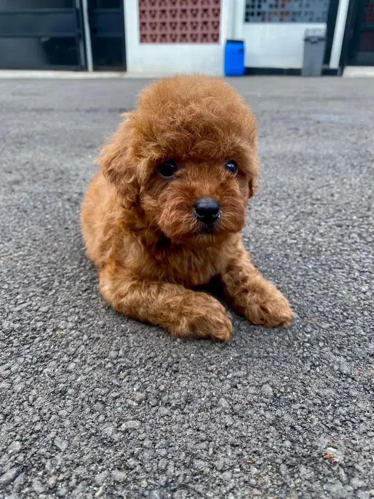 Tiny poodle betina