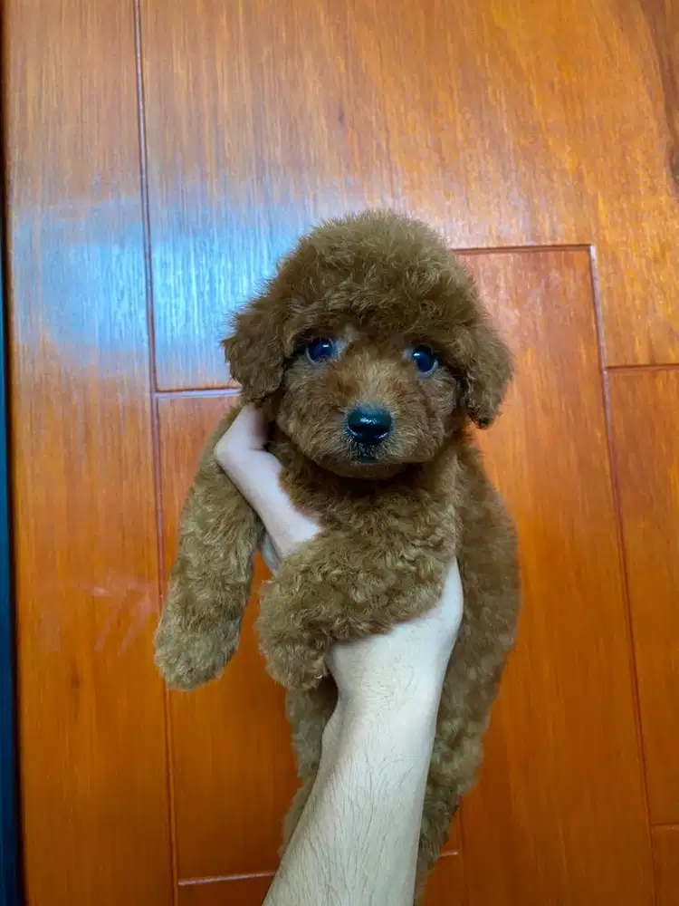 Tiny poodle jantan