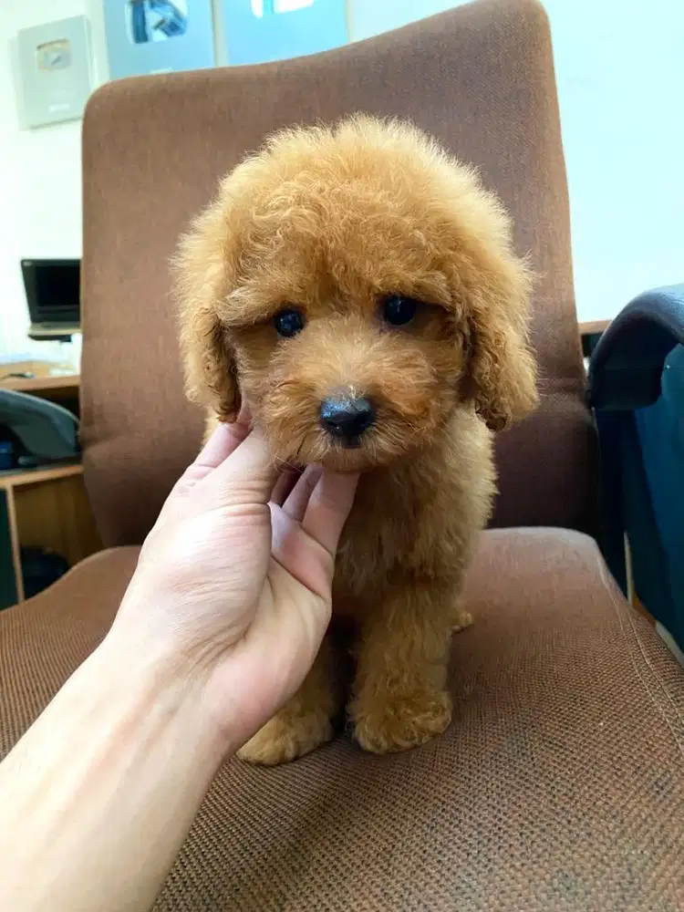 red toy poodle jantan
