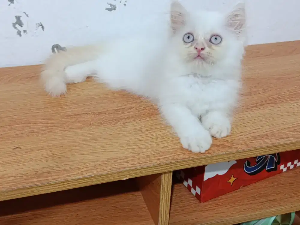 Kitten persis longhair jantan