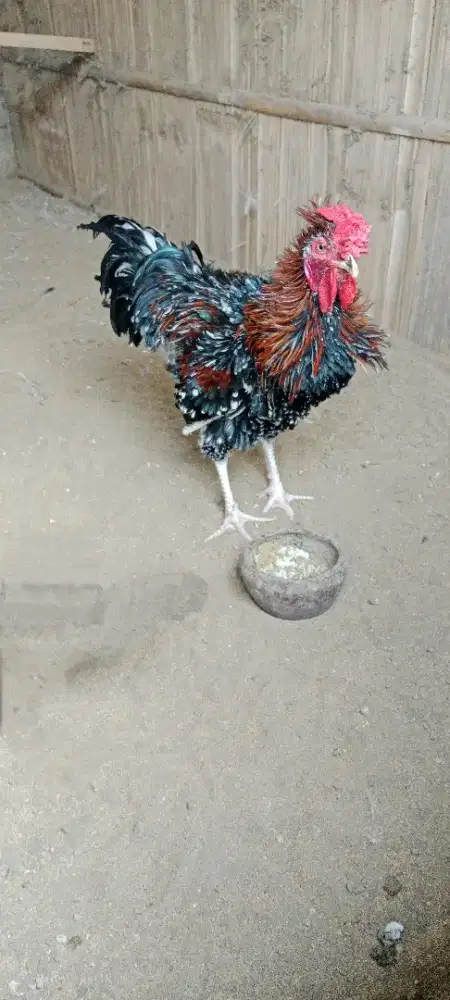 Jago walik sanggar