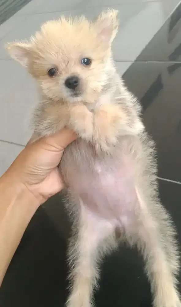Anjing Yorkiepom lucu
