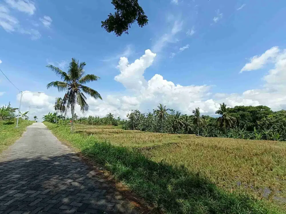 Jual sawah produktif rogojampi banyuwangi