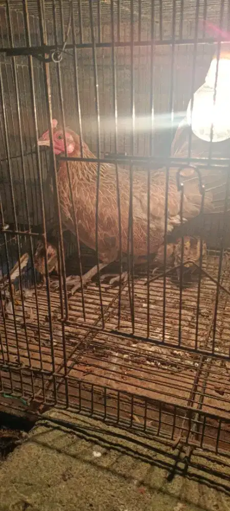Jual ayam hutan