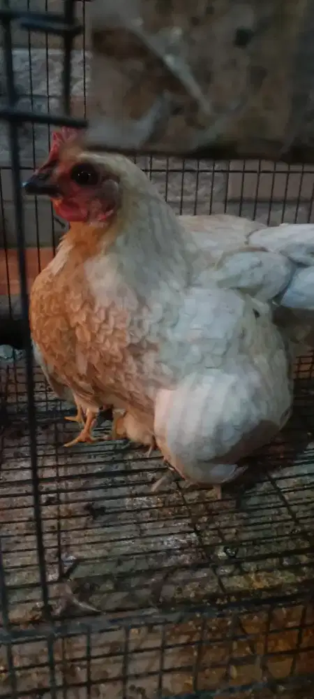 Jual ayam hutan