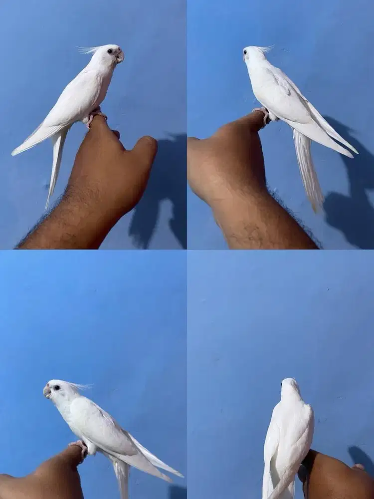 Falk Cockatiel Albino Jinak Total