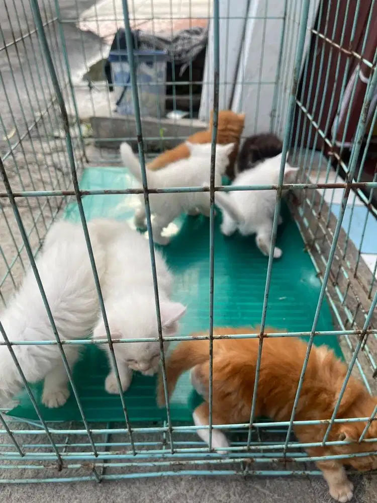 Jual Kucing Persia