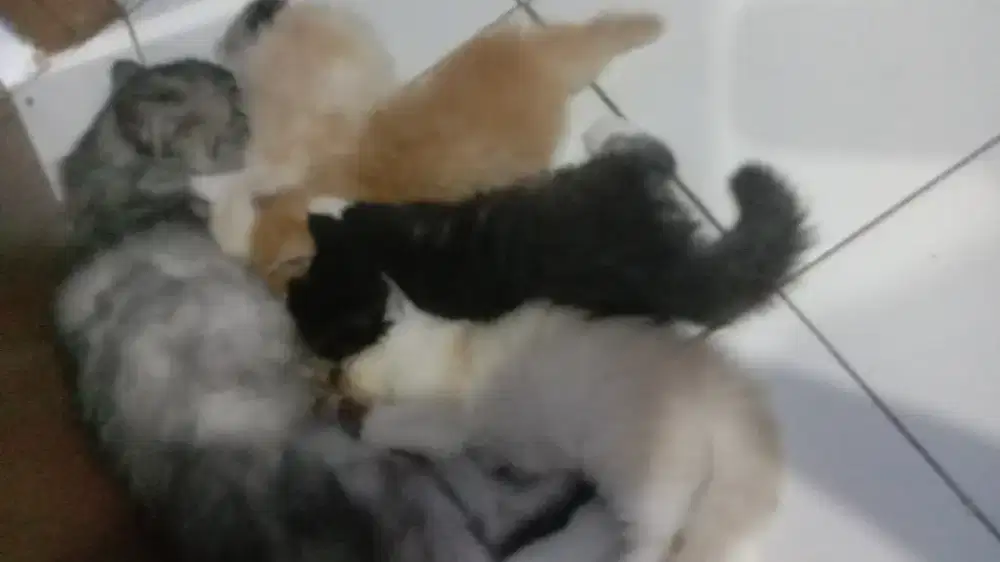 Open Adopsi Kucing Kitten