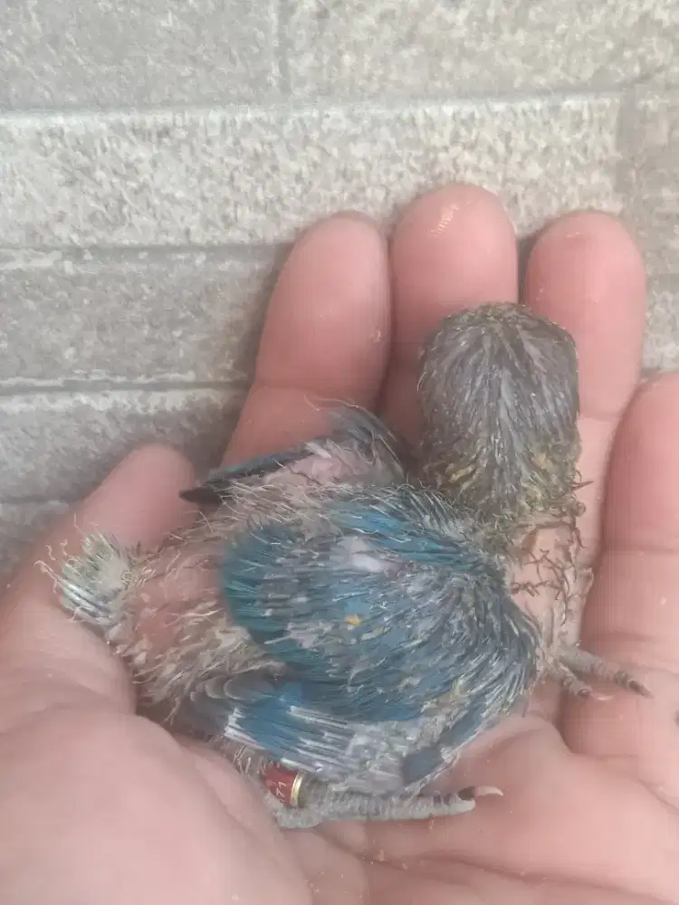 Lolohan lovebird