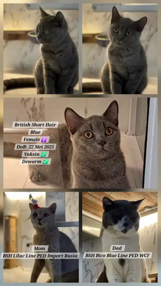 Kitten British Short Hair