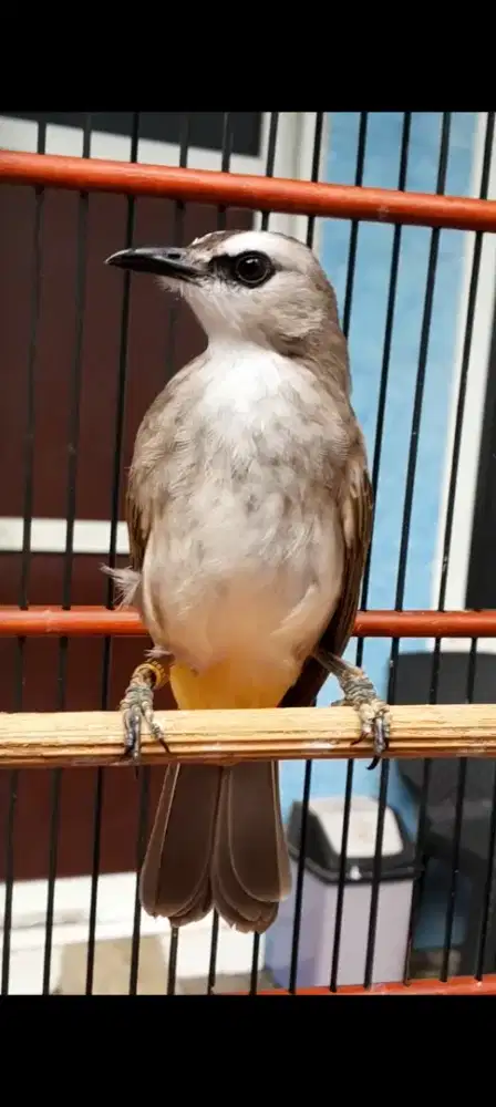 BURUNG CRUKCUK ROPEL GARUDA