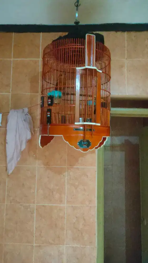 Burung anis merah, ring dan non ring