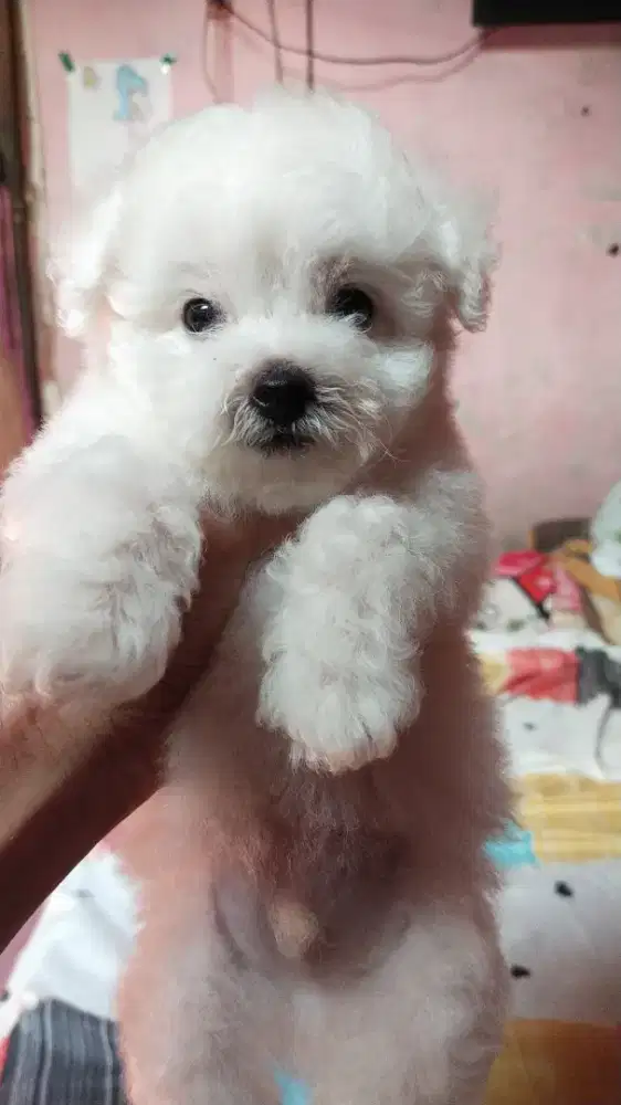 Anak anjing puppy bichon frise Jantan Male
