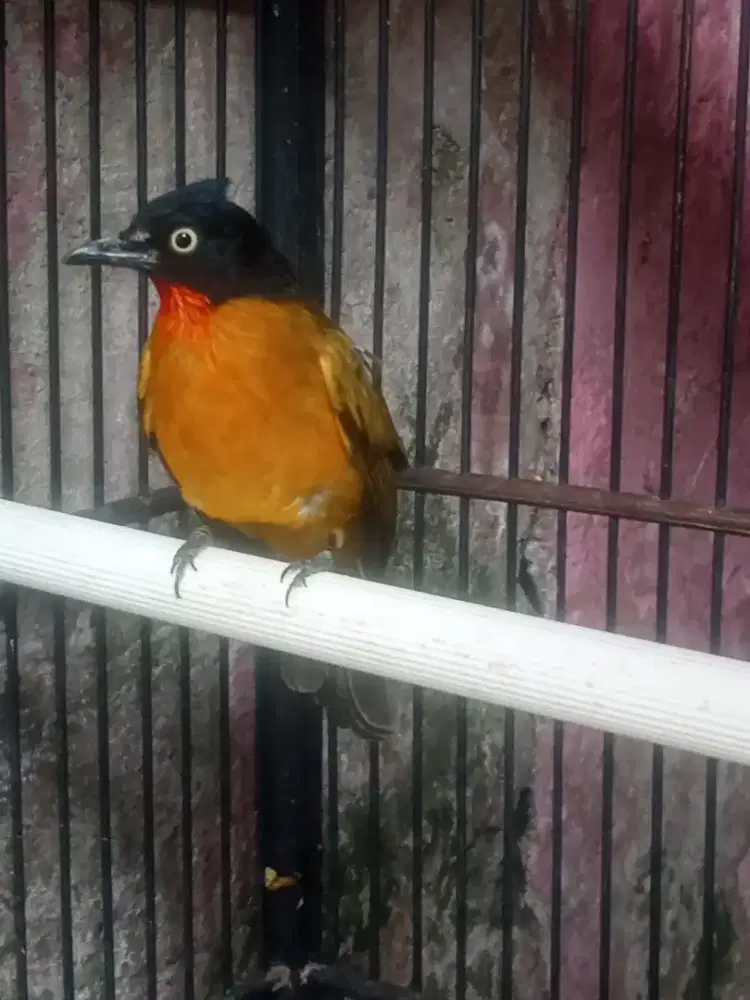 Jual burung kutilang emas gacor