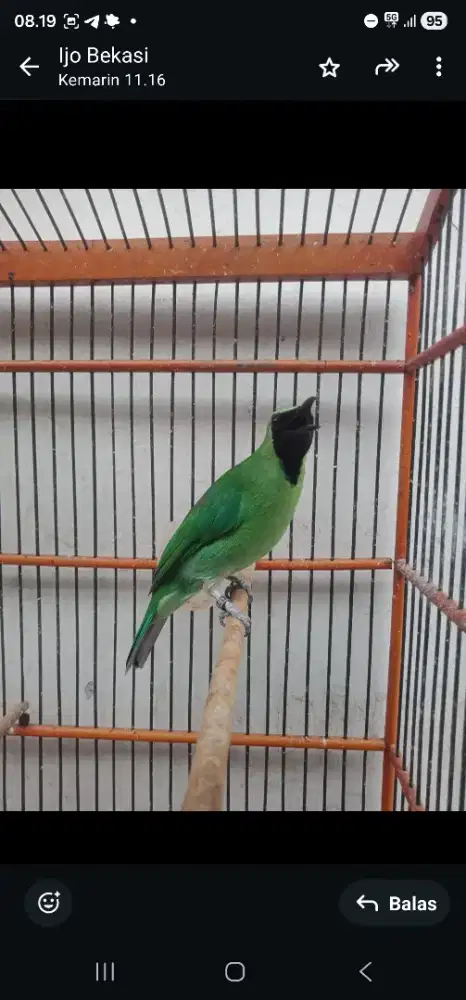 Burung berpretasi kulitas juara