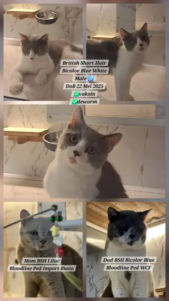 Kitten British Short Hair