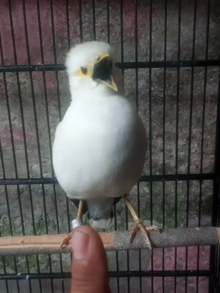 Jual burung jalak suren gacor