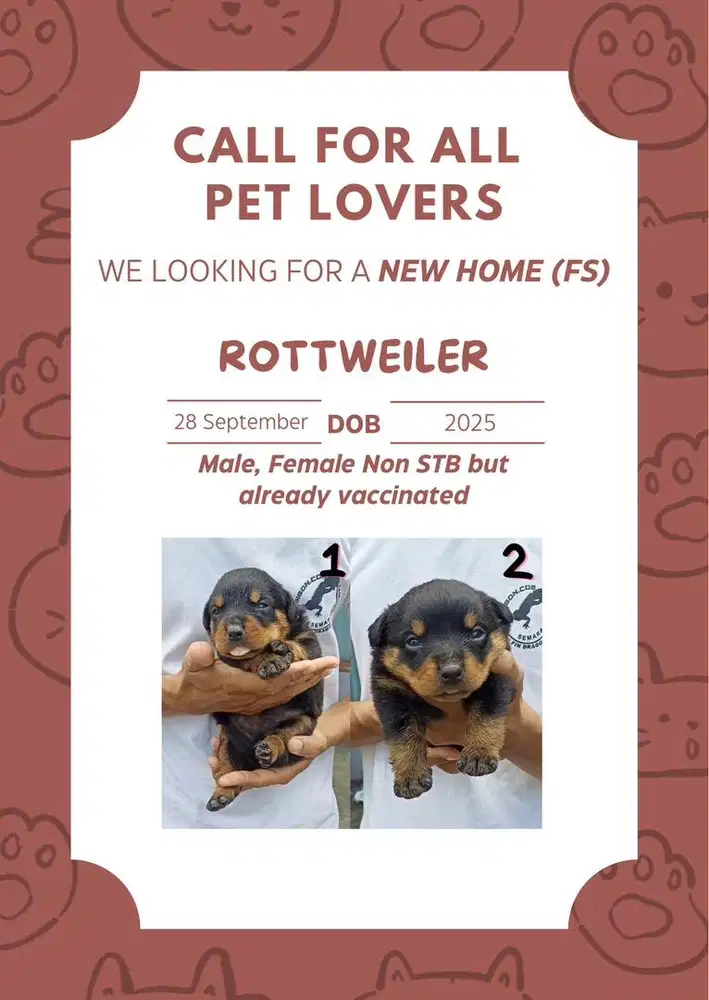 Anak anjing Rottweiler