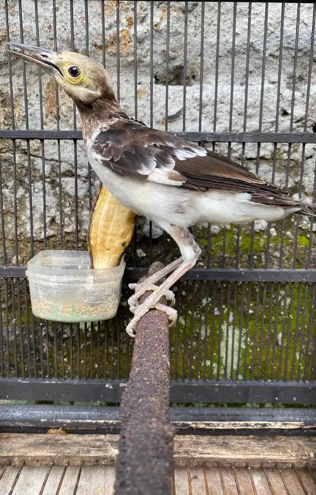 jalak hongkong paud