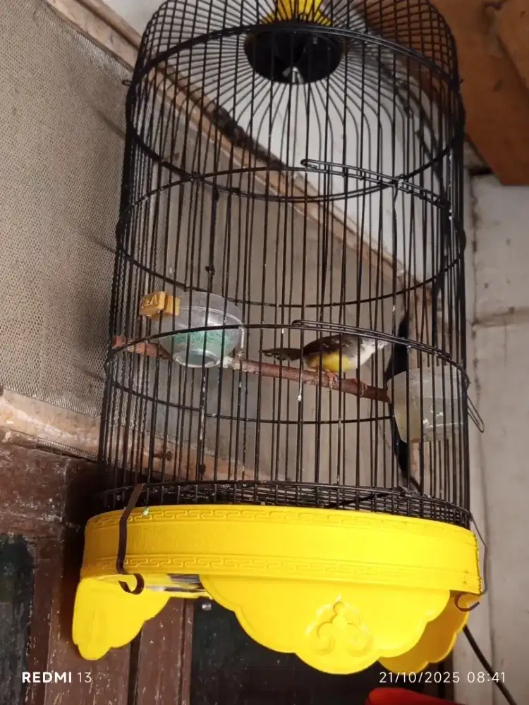 Ciblek Semi Purtotal