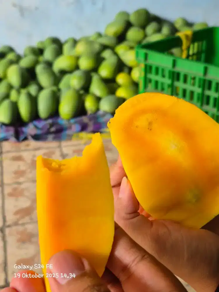 Mangga Klonal 21 Masak Pohon Malang Kota