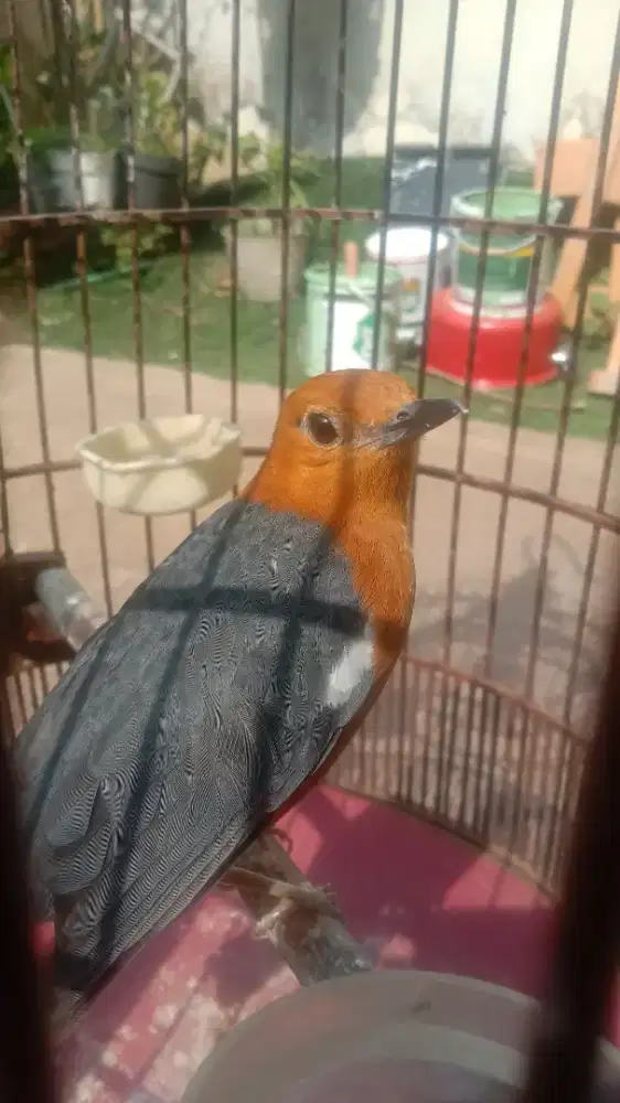 Burung Anis merah full set
