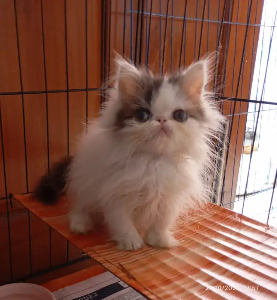 Peaknose long hair