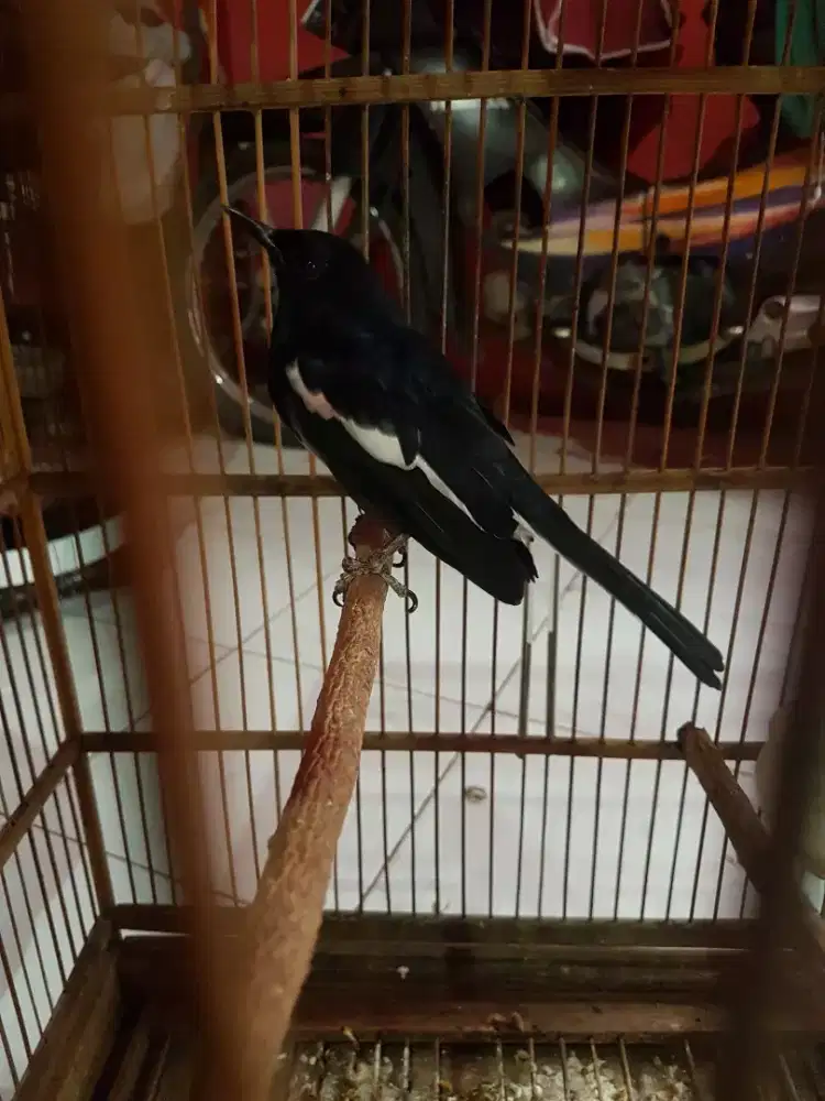 Kacer ring dari anakan jinak