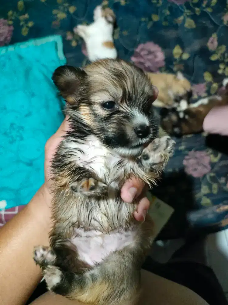 Puppy Shihtzu Male & Female