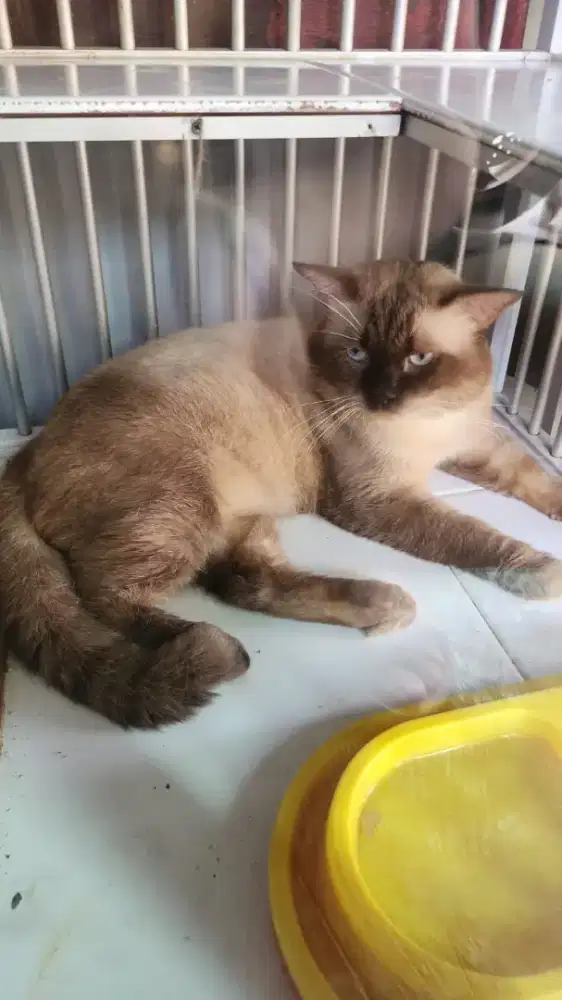 Kucing siam mix bsh
