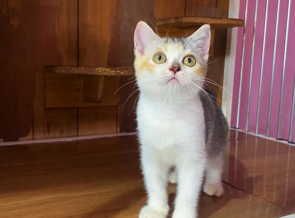 Kucing kitten munchkin BSH Non standart (tidak cebol)